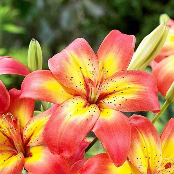 Луковицы Лилии купить по выгодной цене в интернет-магазине OZON ...