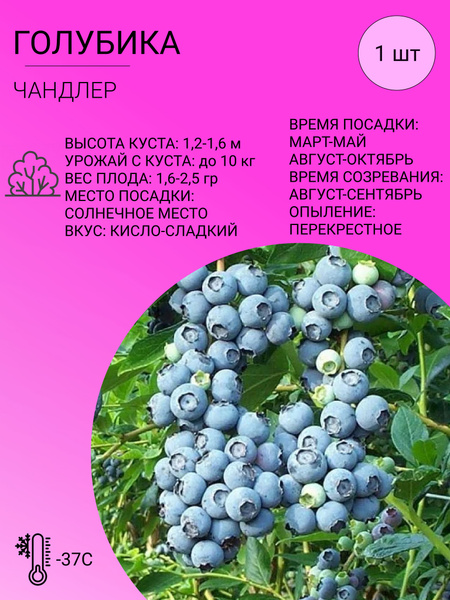 Голубика Голубика_Чандлер - купить по выгодным ценам в интернет ...