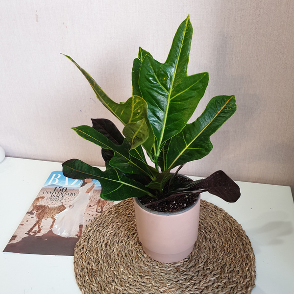 Кротон Кодиеум Экселент, h 40 см, 13 дм - купить по выгодной цене в ...