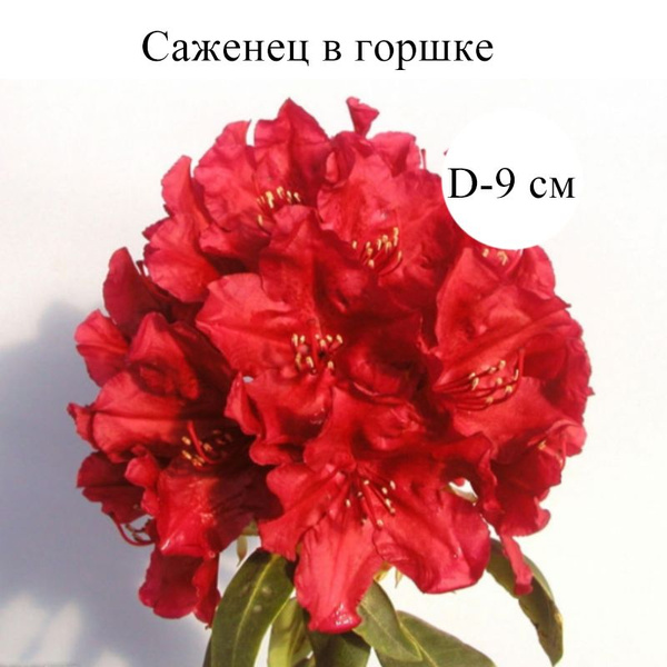 Рододендрон гибридный Тореро D-9, саженец в горшке 1 шт - купить с ...