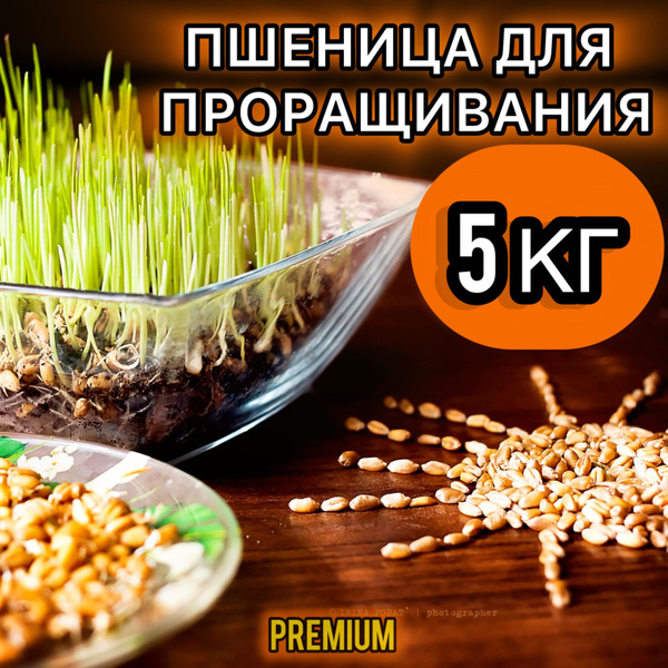 Пшеница для проращивания, микрозелень для проращивания, зерно пшеницы ...
