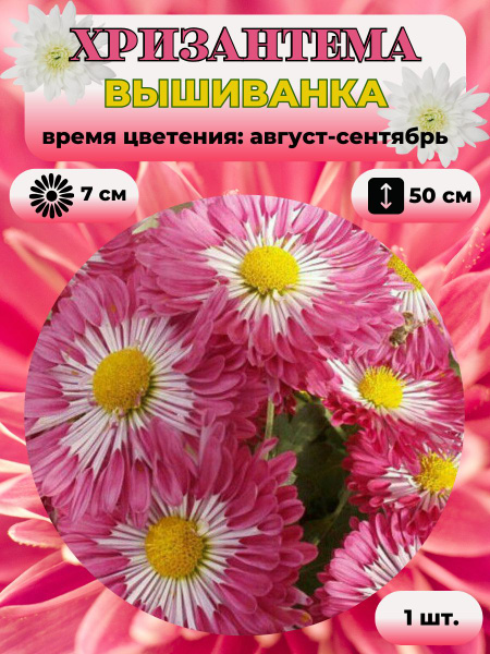 Хризантемы многолетние Magic Garden Хризантема саженец 1 шт. - купить ...