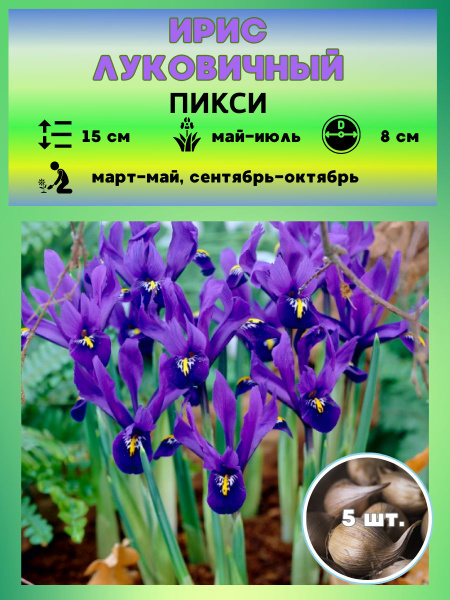 Луковицы Ирисы Magic Garden купить по выгодной цене в интернет-магазине ...
