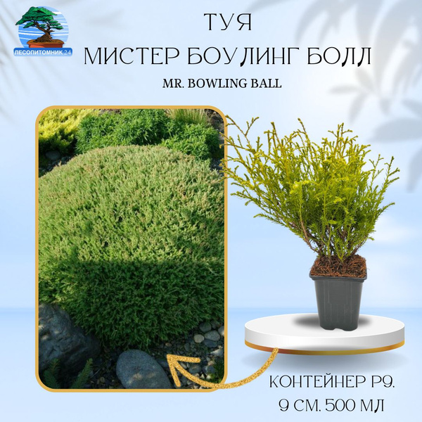 Туя западная Мистер Боулинг Болл 'Mr Bowling Ball' Р9 - купить с ...