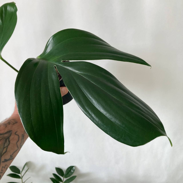 Рафидофора, Филодендрон Terracotta Plants Зеленый, 12 дм, 1 шт - купить ...