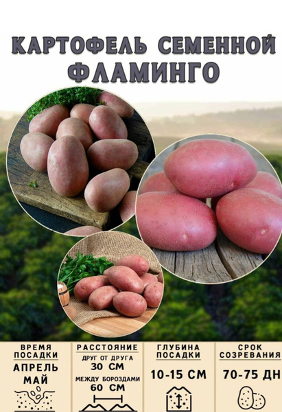 Картофель семенной на посадку Фламинго 1кг купить на OZON по низкой ...