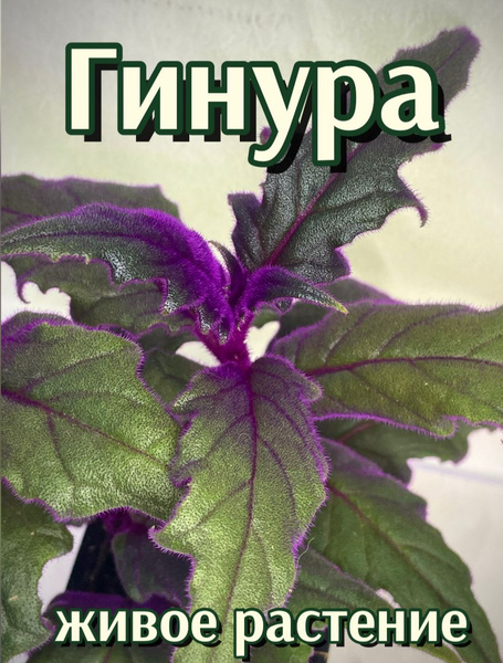 Комнатные растения Гинура, 1 шт - купить по выгодной цене в интернет ...