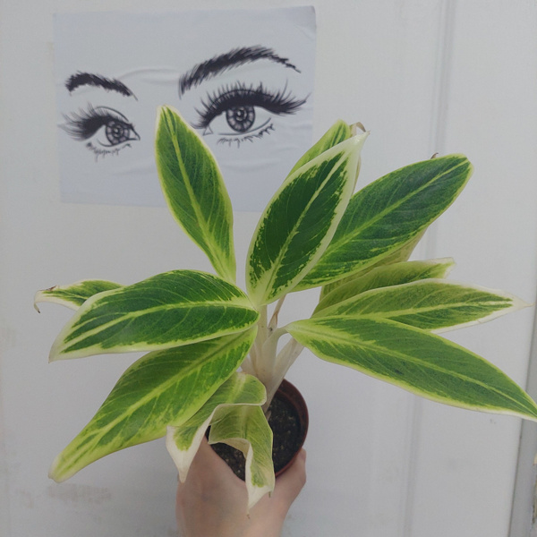 Аглаонема, 6 дм, 1 шт - купить по выгодной цене в интернет-магазине ...