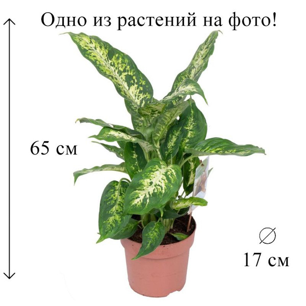 Диффенбахия микс 17/65 см, 17 дм, 1 шт - купить по выгодной цене в ...