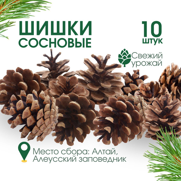 Шишки сосновые для поделок и рукоделия - купить по выгодной цене в ...