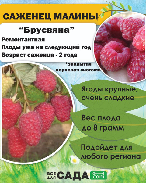 Малина Брусвяна - купить с доставкой по выгодным ценам в интернет ...