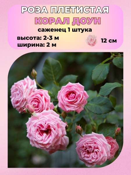 Роза Magic Garden Роза плетистая, саженец 1 шт. - купить по выгодным ...