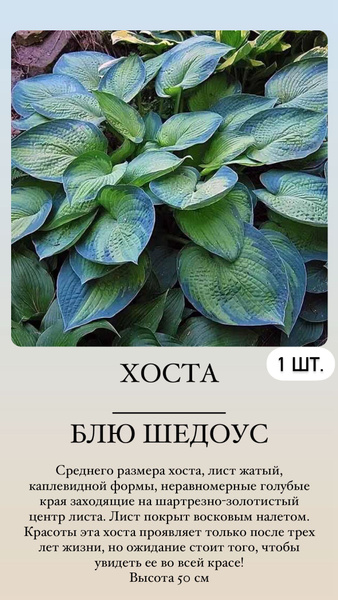 Хосты Хосточка1 - купить по выгодным ценам в интернет-магазине OZON ...