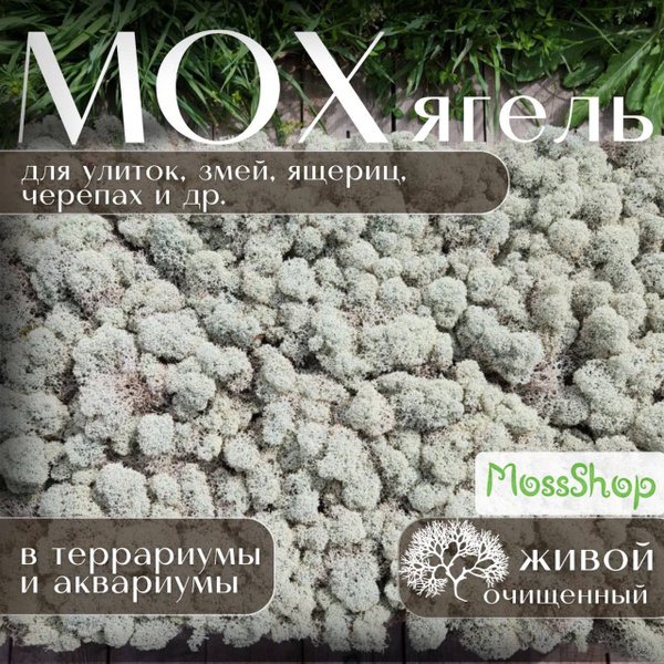 Мох Ягель живой (сухой,чистый) для улиток Ахатин и рептилий в ...