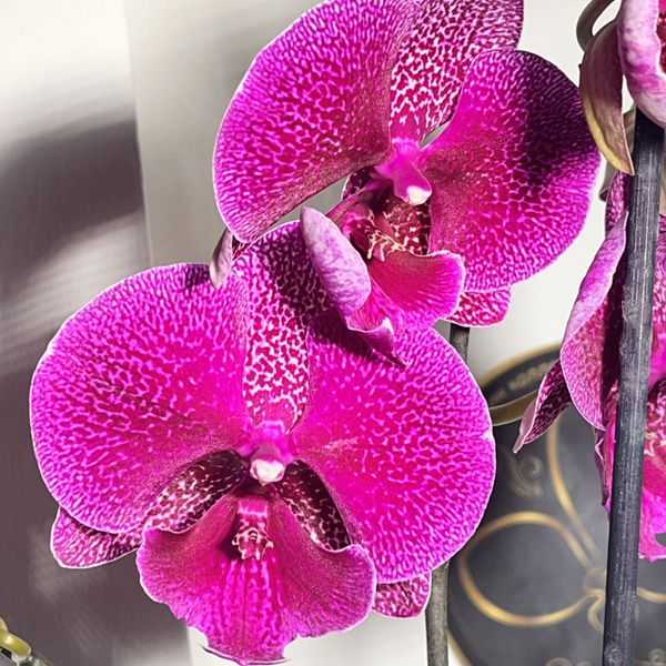 Характеристики Орхидея живая/Phal. Tying Shin Galaxy/ цветёт/Комнатные ...