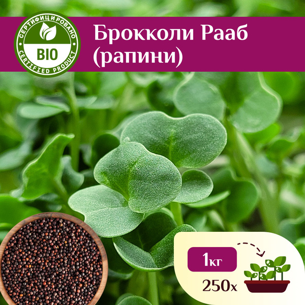 Семена Брокколи Рапини, Ильинские проростки 1кг - купить с доставкой по ...