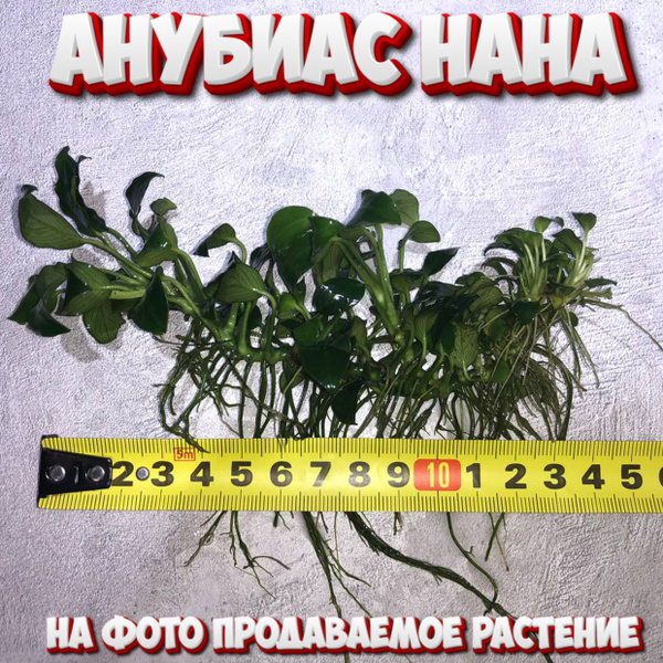 Анубиас нана - 1 вид - купить с доставкой по выгодным ценам в интернет ...