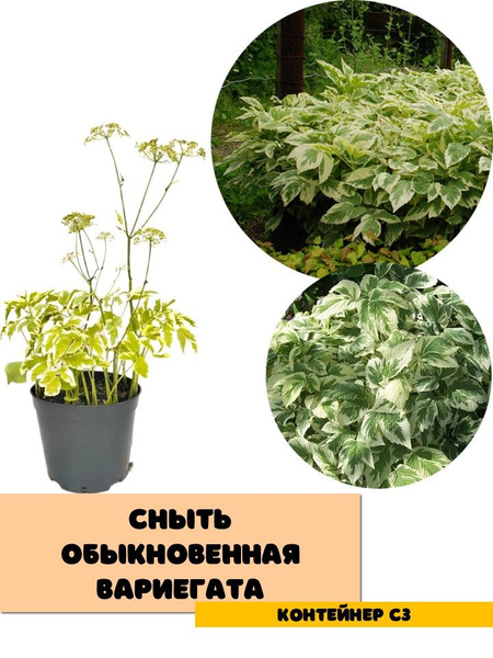 Сныть обыкновенная Вариегата - купить с доставкой по выгодным ценам в ...