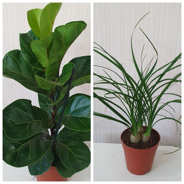 Фикус, Нолина зеленый, 12 дм, 2 шт - купить по выгодной цене в интернет ...