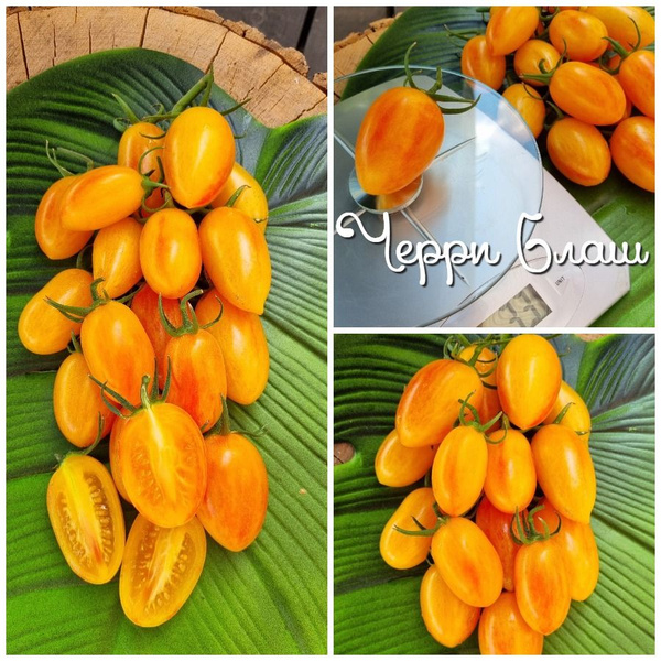 Томаты сорт томата жёлтый_10_Черри Блаш Сортовые томатов - купить по ...