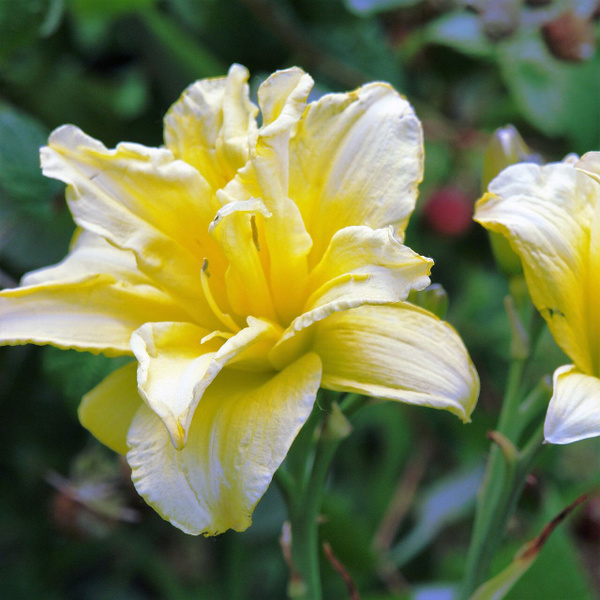 Лилейник Желтый махровый, 1 шт купить на OZON по низкой цене (1689639762)