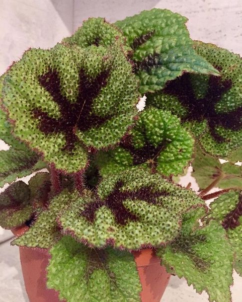 Клубни Бегонии комнатные, Бегония декоративнолиственная купить по ...