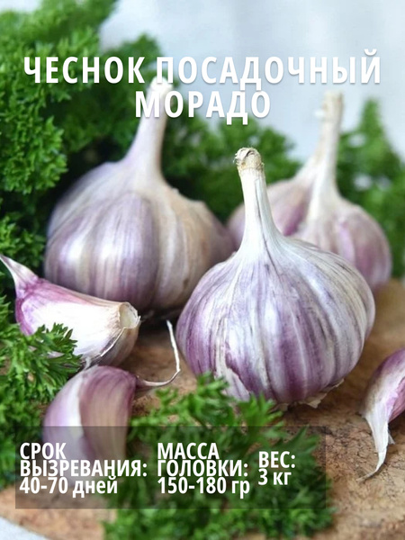 Чеснок чеснок - купить по выгодным ценам в интернет-магазине OZON ...