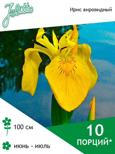 Jelitto Ирис (касатик) аировидный - купить по выгодным ценам в интернет ...