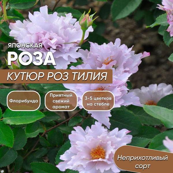Розы роза - купить по выгодным ценам в интернет-магазине OZON (1695824156)