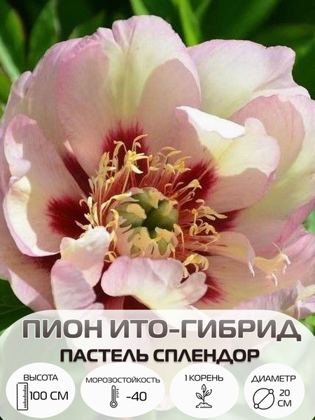 Корень пиона ито-гибрид Пастель Сплендор, многолетние цветы, саженец 1 ...