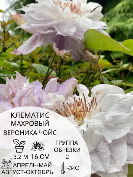 Клематис клематис - купить по выгодным ценам в интернет-магазине OZON ...