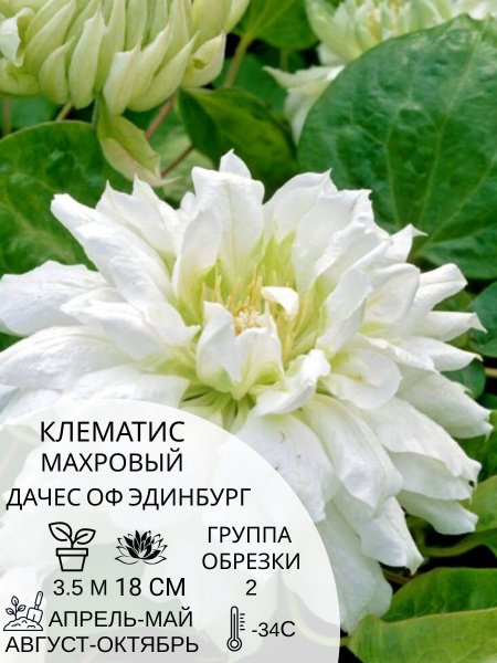 Клематис клематис - купить по выгодным ценам в интернет-магазине OZON ...