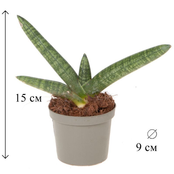 Сансевиерия Бонселенсис 9/15 см купить на OZON по низкой цене (1761678376)