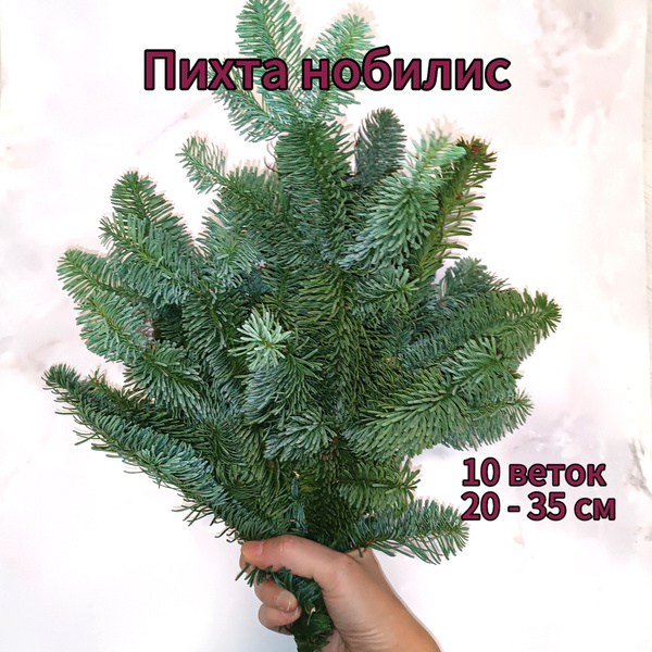 Ветки пихты нобилис, лапник, 10 веток от 20 до 35 см купить на OZON по ...