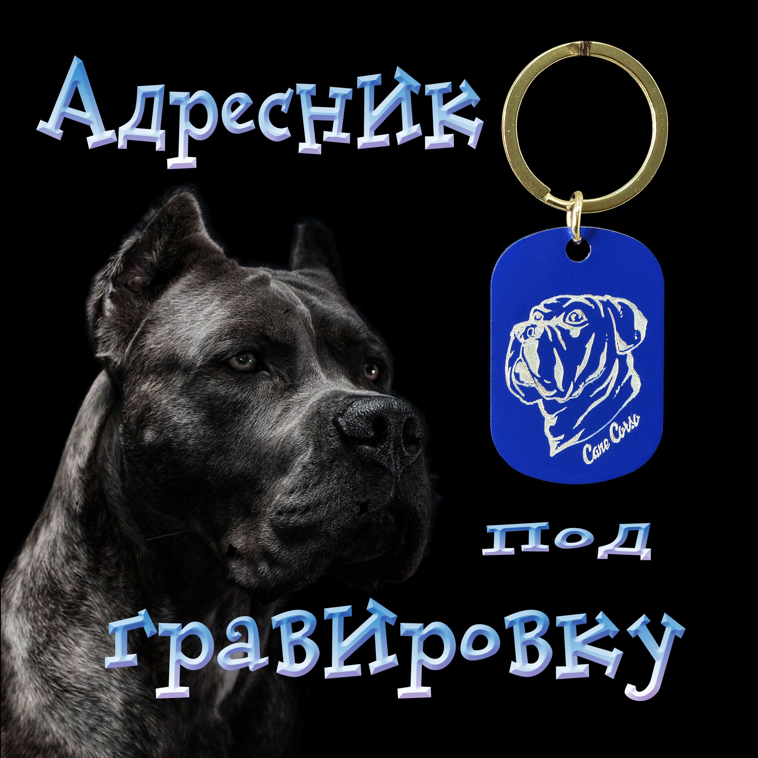 Картинки На Телефон На Заставку Питбуль