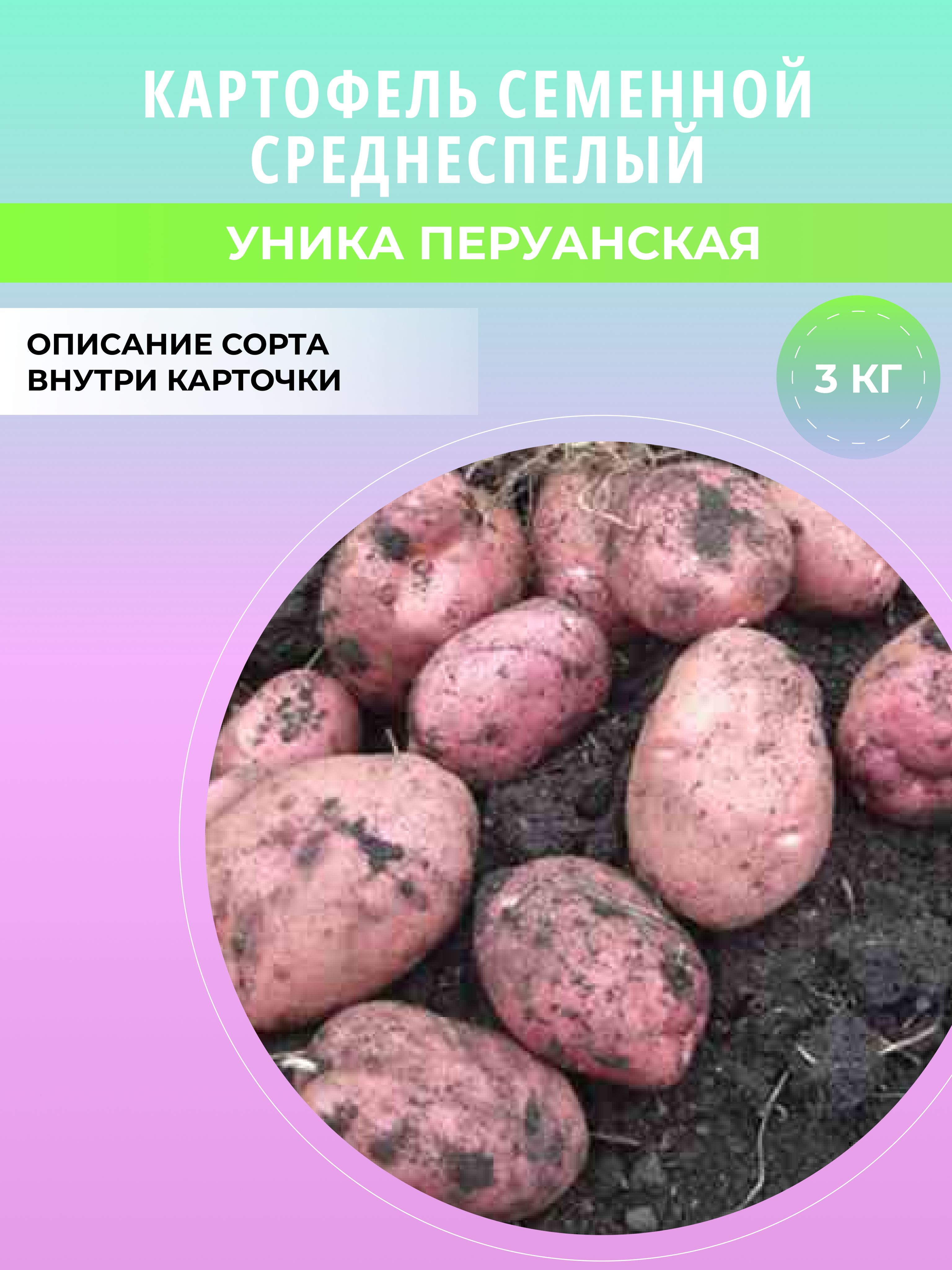 Картофель Уника Купить