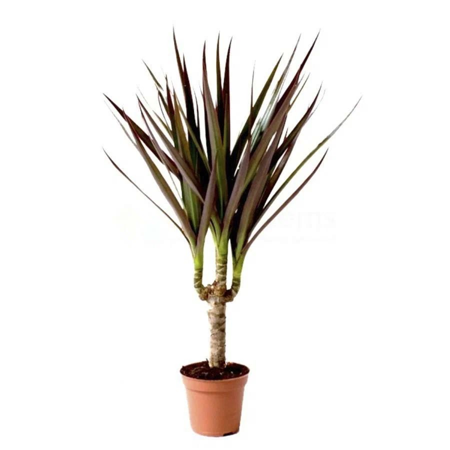 Gr Decorative Plants Handeln, Kaufen Decorative Plants direkt von den Gr Fabrike