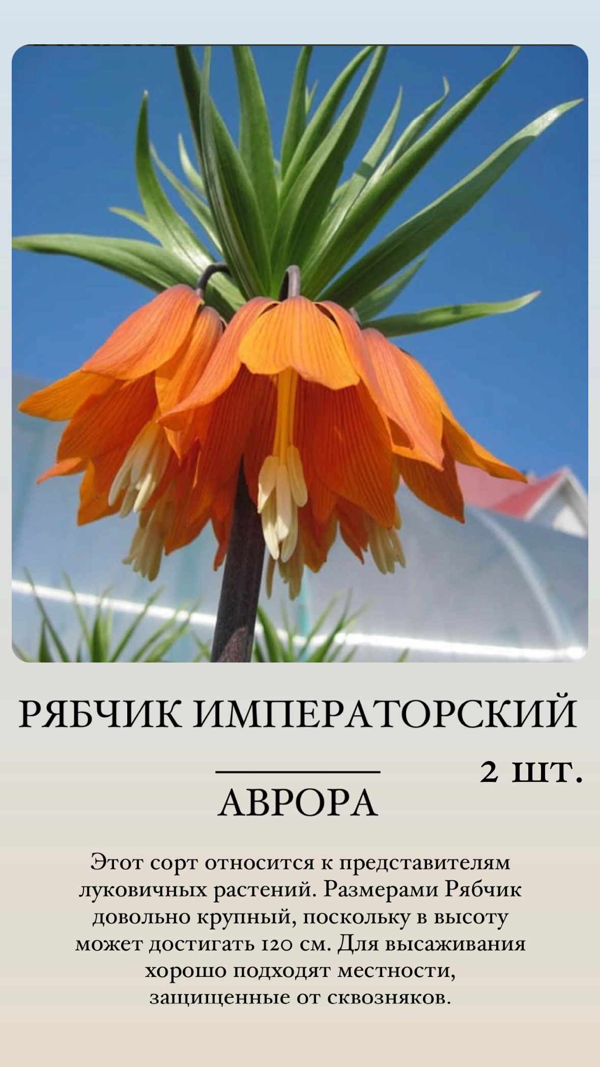 Купить Луковицы Рябчиков Недорого