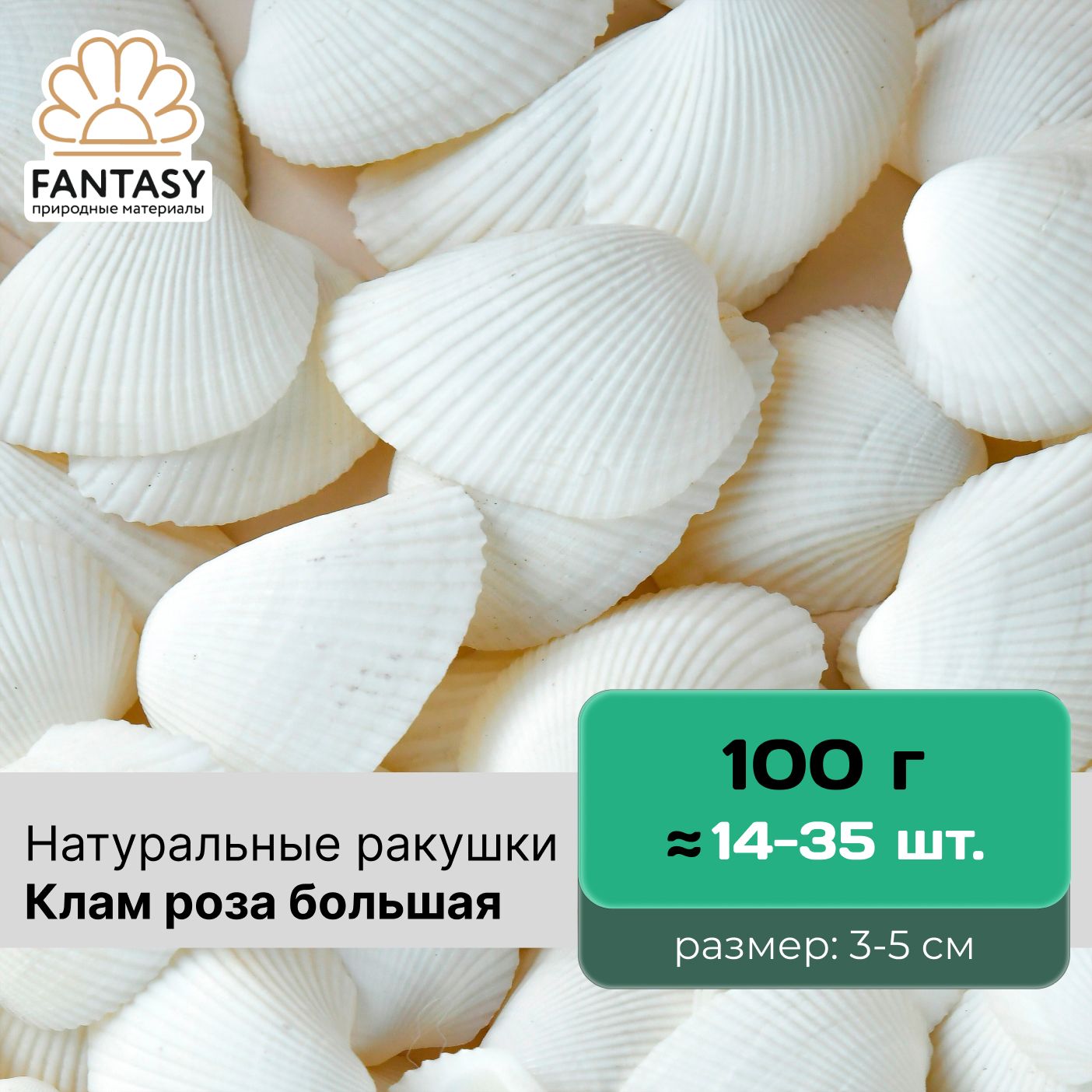 Ракушки натуральные FANTASY Клам роза большая, размер - 3-5 см, 100 г  (14-35 шт.), морская раковина