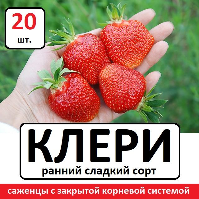 Саженцы крупноплодной Клубники сорт "КЛЕРИ", Clery, в горшках Р9