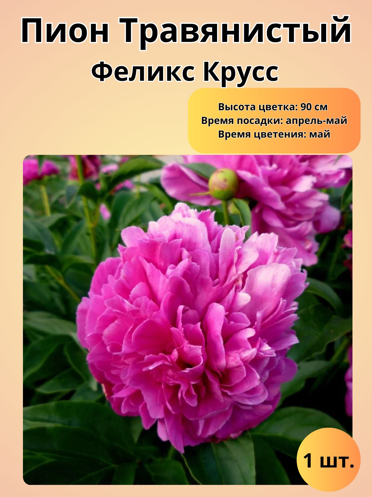 Пион крауссе. Пион молочноцветковый 'felix crousse'. Пион молочноцветковый 'felix crousse'. Пион крауссе. Пион крауссе.