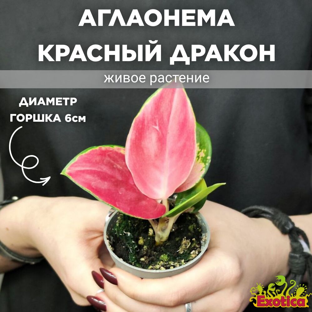 Аглаонема Ред Драгон, или Красный Дракон (Aglaonema Red Dragon) D6см