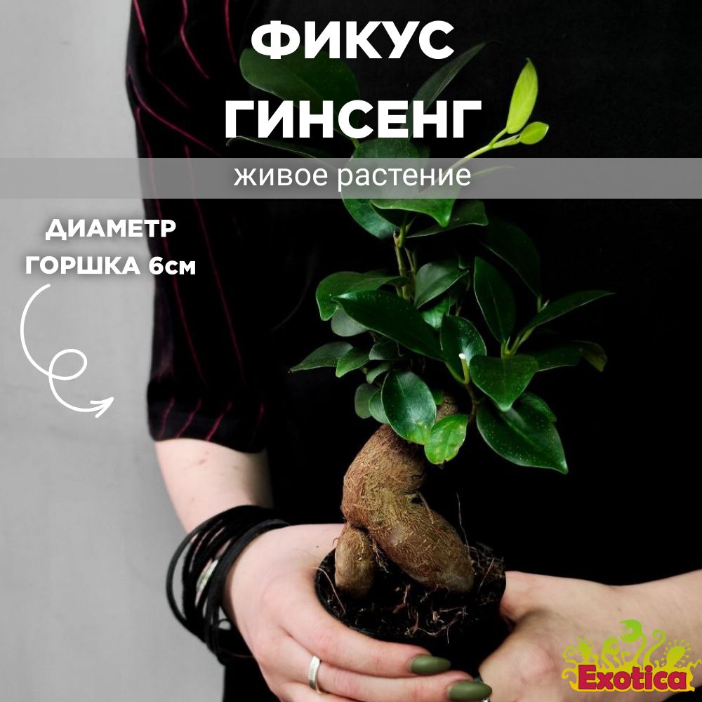 Фикус Микрокарпа Гинсенг, или Женьшень (Ficus microcarpa Ginseng) D6см