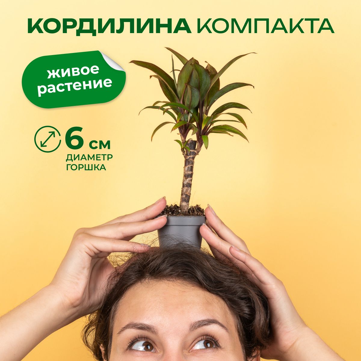 Кордилина компакта 6 22