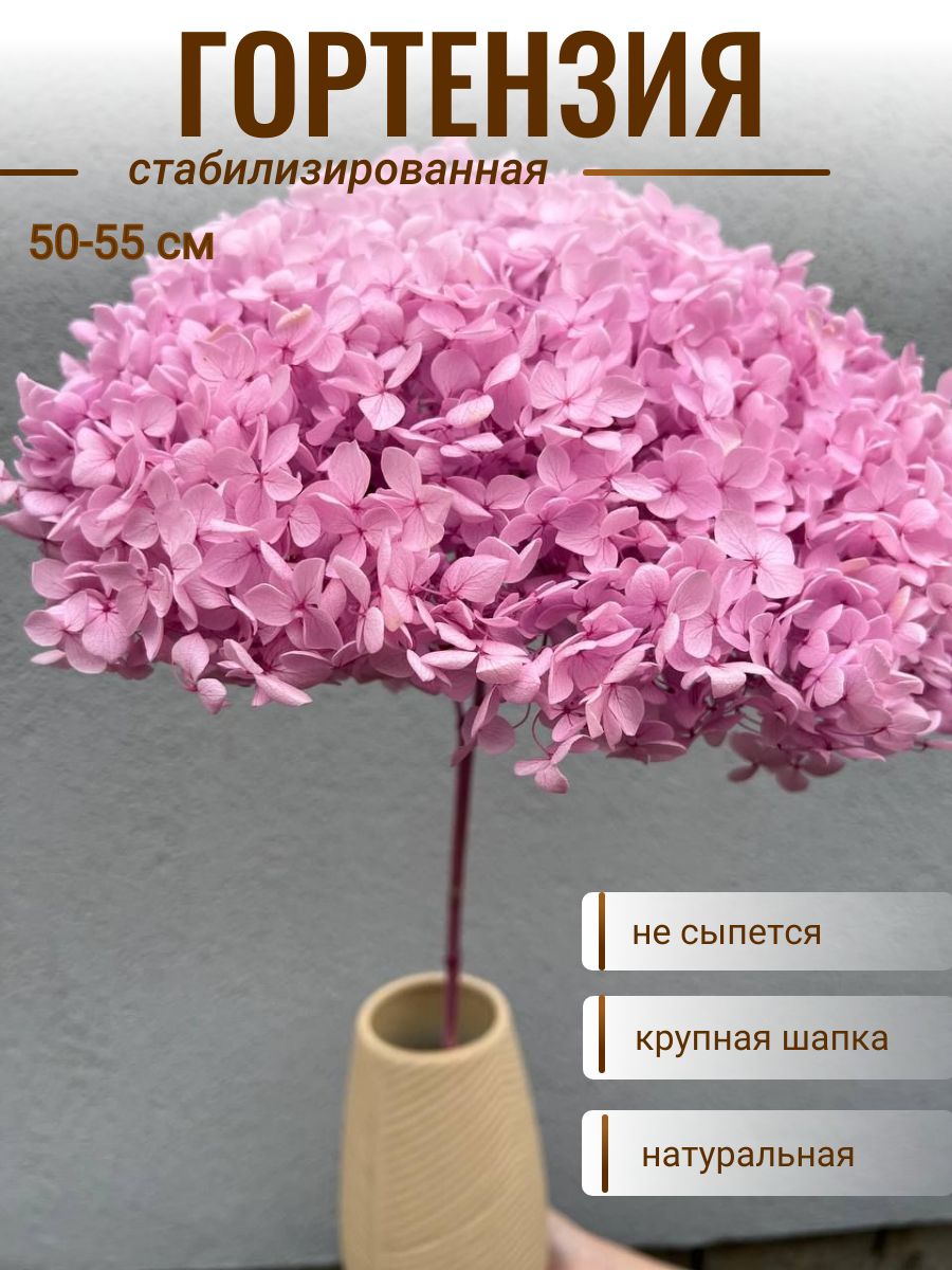 plombir shop Стабилизированные цветы Гортензия, 55 см