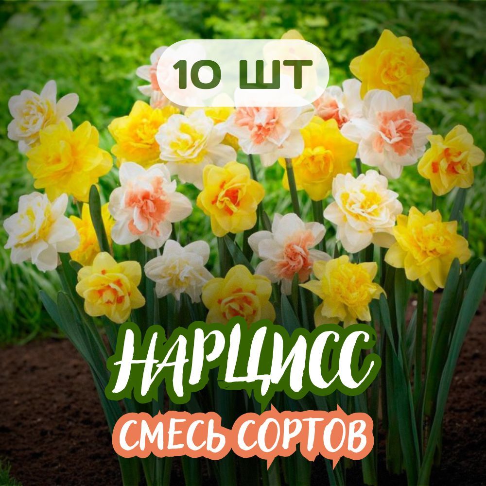 нарцисс10штСмесьразныхсортов,Микс