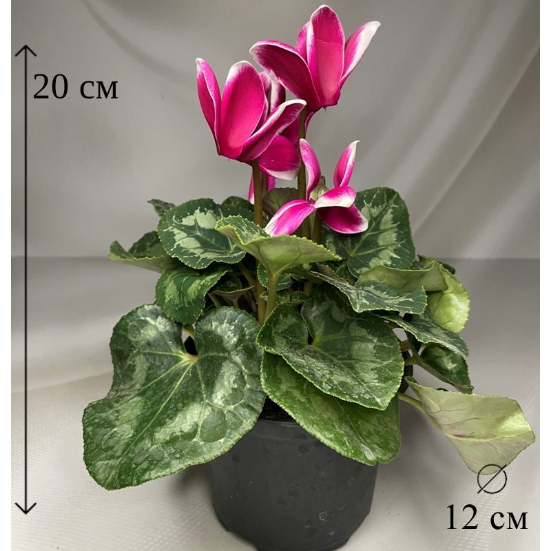 Цикламен малиновый в горшке D-12 см живое растение