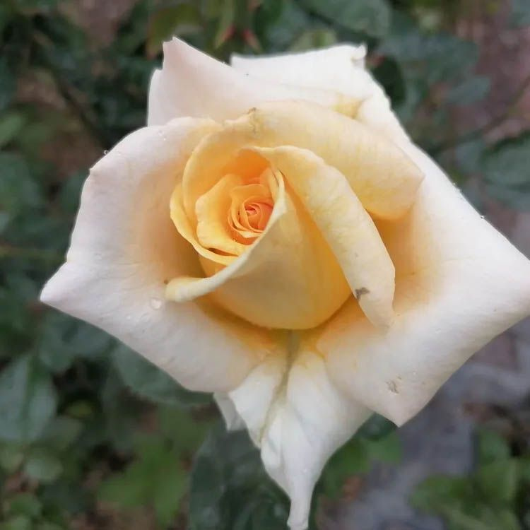 плетистая роза Голден Шоверс #1