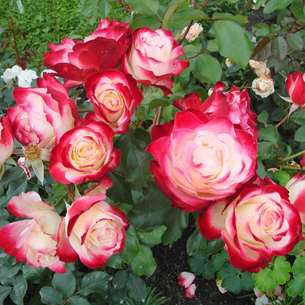 Роза Жюбиле Принц де Монако флорибунда Imperial Rose - купить с ...