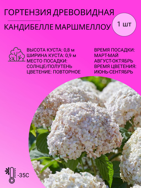 Гортензия древовидная Кандибелле Баблгам: купить саженцы Hydrangea arborescens C